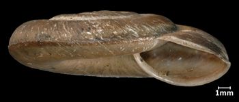 Media type: image;   Malacology 32535 Aspect: apertural